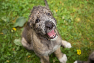 Irish Wolfhound puppy lies on the green grass.