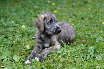 Irish Wolfhound puppy lies on the green grass.