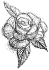 Rose hand drawn isolated on white. Abstract line flower.