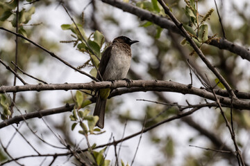 gray beautiful bulbul bird in natural conditions in a national park in Kenya