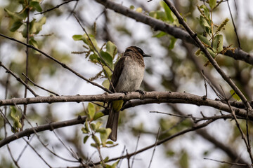 gray beautiful bulbul bird in natural conditions in a national park in Kenya