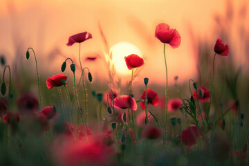 Obraz premium Beautiful meadow with red poppy flowers in the sunset light
