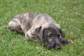 Irish Wolfhound puppy lies on the green grass.