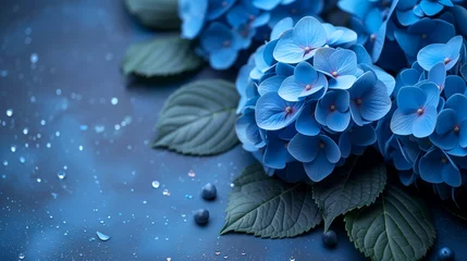 Rolgordijnen  Blue Hydrangea flowers and green leaves on blue background with copy space. © Виктория Дутко