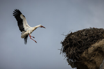 Stork comes flying to its nest.