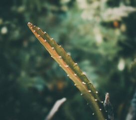 Fototapeta premium aloe vera plant