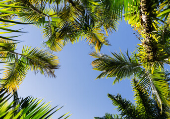 Fototapeta premium Palmes de cocotiers encadrant un espace de ciel bleu pour slogan, vu de dessous