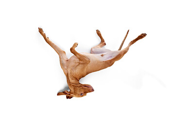 Fototapeta premium Funny, cute Hungarian Vizsla dog lying on back, paws up in playful or submissive pose against white studio background. Concept of pet lovers, animal life, grooming and veterinary. Copy space