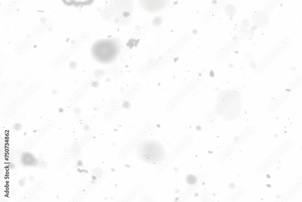 Wall mural Falling snow isolated on transparent background. Heavy light snowfall, snowflakes Snow flakes, snow background