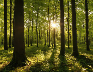Fototapeta na wymiar Beautiful sunlight in the forest