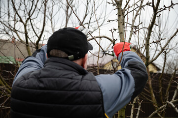 Seasonal pruning of the garden. Gardening, spring work. Crown thinning