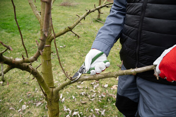 Seasonal pruning of the garden. Gardening, spring work. Crown formation. Cutting annual growths...