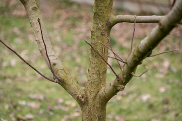 Seasonal pruning of the garden. Gardening, spring work. Cutting annual growths