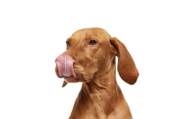 close-up of purebred Hungarian Vizsla dog with its tongue sticking out and licking its nose against...