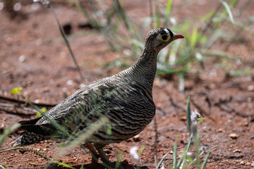 beautiful gray partridge in natural conditions in a national park in Kenya