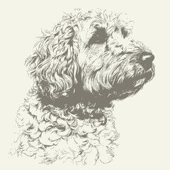 Vintage hand drawn sketch head of labradoodle dog vector illustration