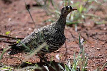 beautiful gray partridge in natural conditions in a national park in Kenya