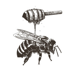 Hand drawn illustration of a honey bee illustration vector