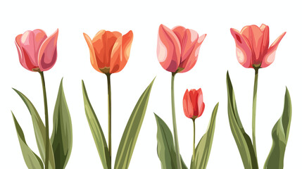 Tulip vector flowers .First spring flowers.