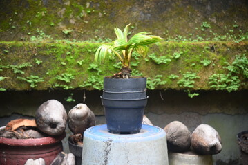Obraz premium Coconut Bonsai growth fresh and placed at the house garden and house terraces