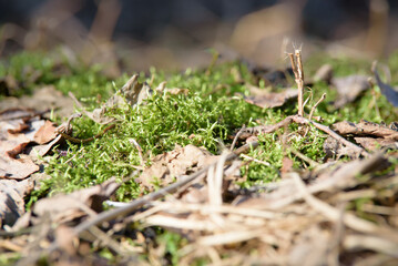 green moss and brown leaves on a sunny spring day