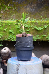 Obraz premium Coconut Bonsai growth fresh and placed at the house garden and house terraces