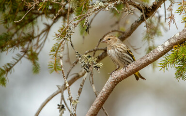 small songbird perched on tree branch