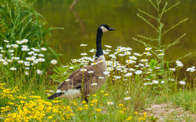 large Canadian goose in daisy wildflowers
