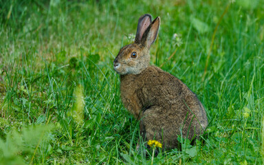 Summer snowshoe rabbit hare in grass