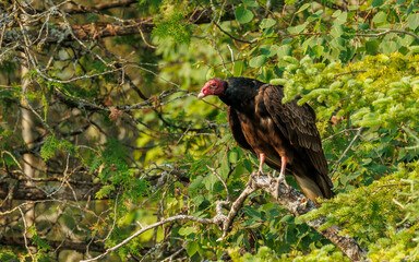 Turkey vulture perched on tree branch
