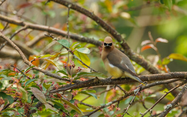 Fototapeta premium Cedar waxwing birds on flowering tree