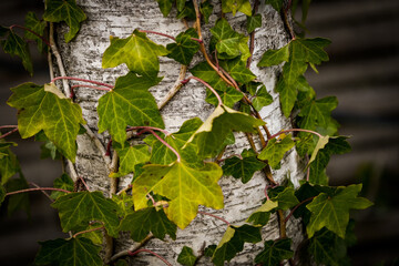 leaves on a branch, klimop op een berk boom