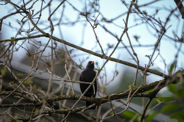 portrait of a blackbird (merel, amsel) sitting on a branch in early spring