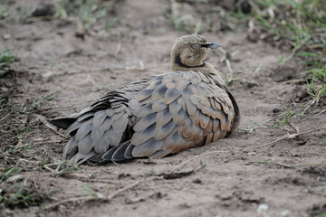 beautiful gray partridge in natural conditions in a national park in Kenya