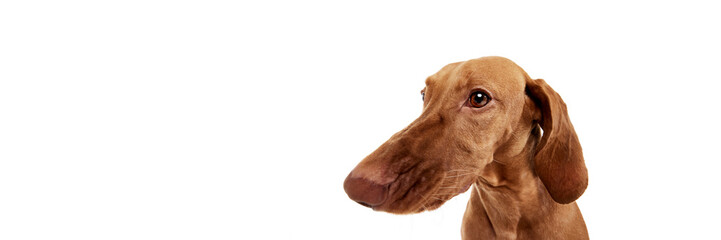 Close-up portrait of Hungrian Vizsla posing against white studio background with negative space to insert text. Fish eye effect. Concept of pet lovers, animal life, grooming and veterinary. Copy space
