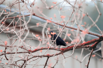 portrait of a blackbird (merel, amsel) sitting on a branch in early spring