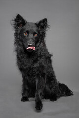 cute croatian sheepdog in the studio on a grey background sitting licking nose