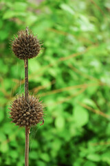 dry thorn flower in the green garden