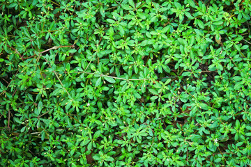 Green Ivy Leaves Texture on Nature Background