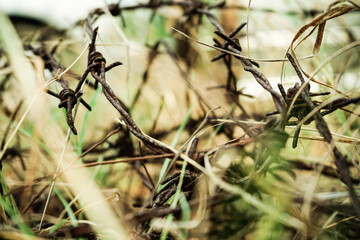 Macro close-up of old barbed wire on dry grass in nature