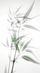 Abstract white green bamboo leaves on soft background