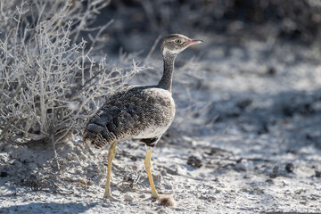 Fototapeta premium beautiful gray partridge in natural conditions in a national park in Kenya