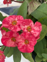 pink hibiscus flower