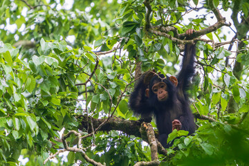 Young chimpanzee