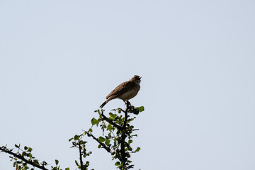 gray beautiful bird in natural conditions in a national park in Kenya