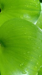photo of green hyacinth leaves for the background