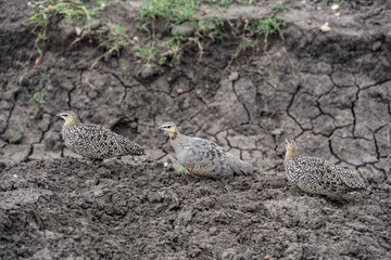 gray beautiful bird in natural conditions in a national park in Kenya