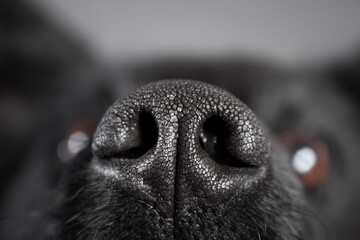 macro shot of the nose of a cute croatian sheepdog in the studio on a grey background