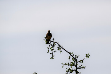 gray beautiful bird in natural conditions in a national park in Kenya