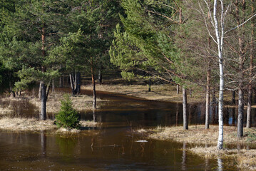 flooded river in a pine forest on a sunny spring day